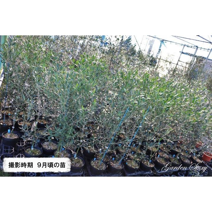 アザパ】 3年生苗 6号ポット オリーブ[あざぱ 花木苗木 常緑樹 庭木