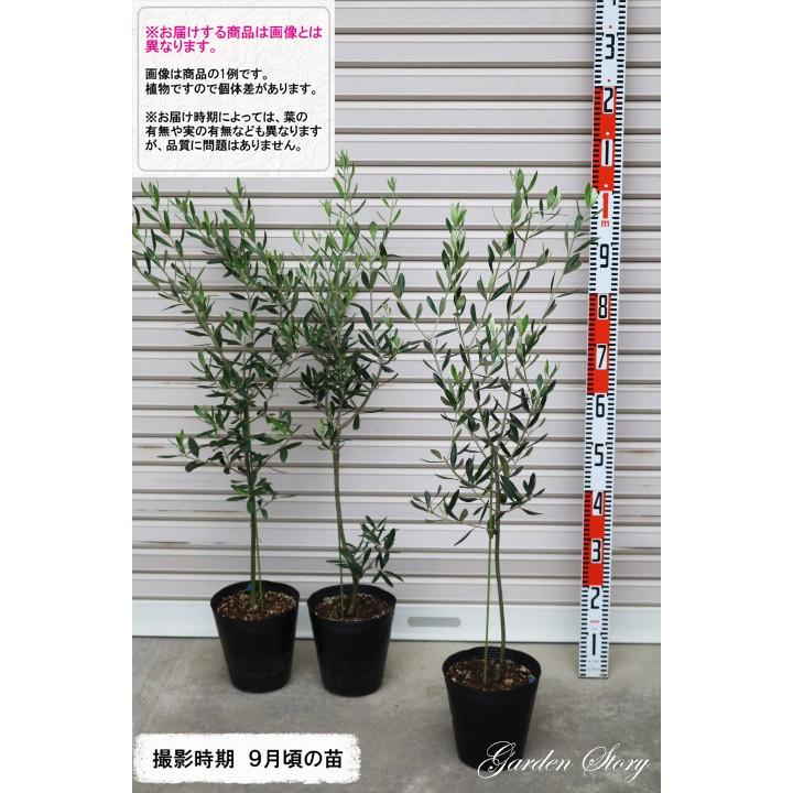 ティニーオイルカラマタ】 3年生苗 6号ポット オリーブ [てぃにーお