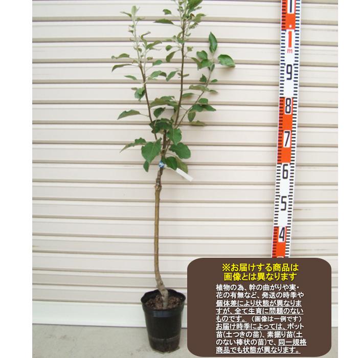 紅みのり ｙ台 接木苗 わい性台木 ベニミノリ リンゴ べにみのり りんご 林檎 ガーデンストーリー 果樹苗木 7103ps 2 1 ガーデン ストーリー 通販 Yahoo ショッピング