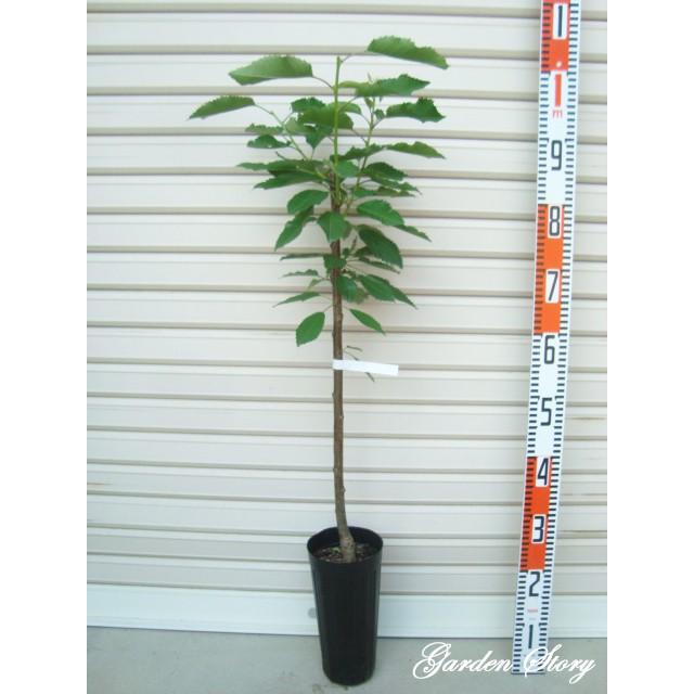 紅きらり】 コルト台 接木苗 ベニキラリ サクランボ ※納期指定:発送