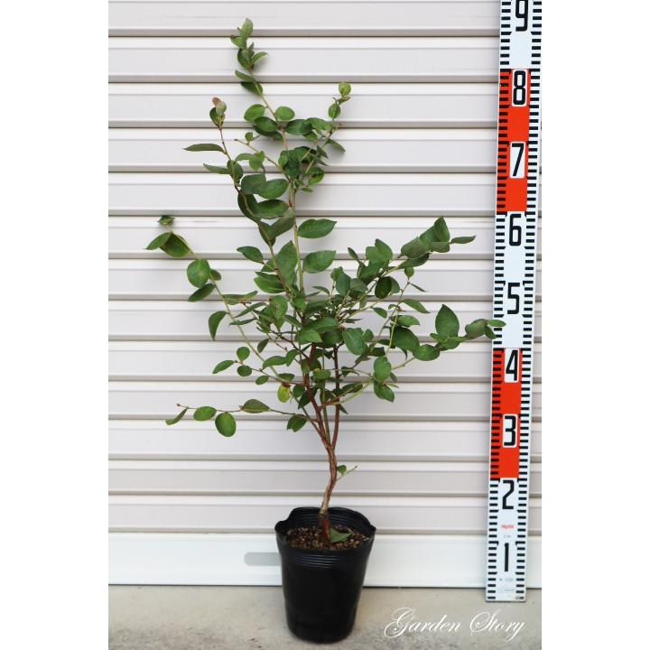 ヒトミ】 接木苗 サザンハイブッシュ系・ブルーベリー [果樹苗木