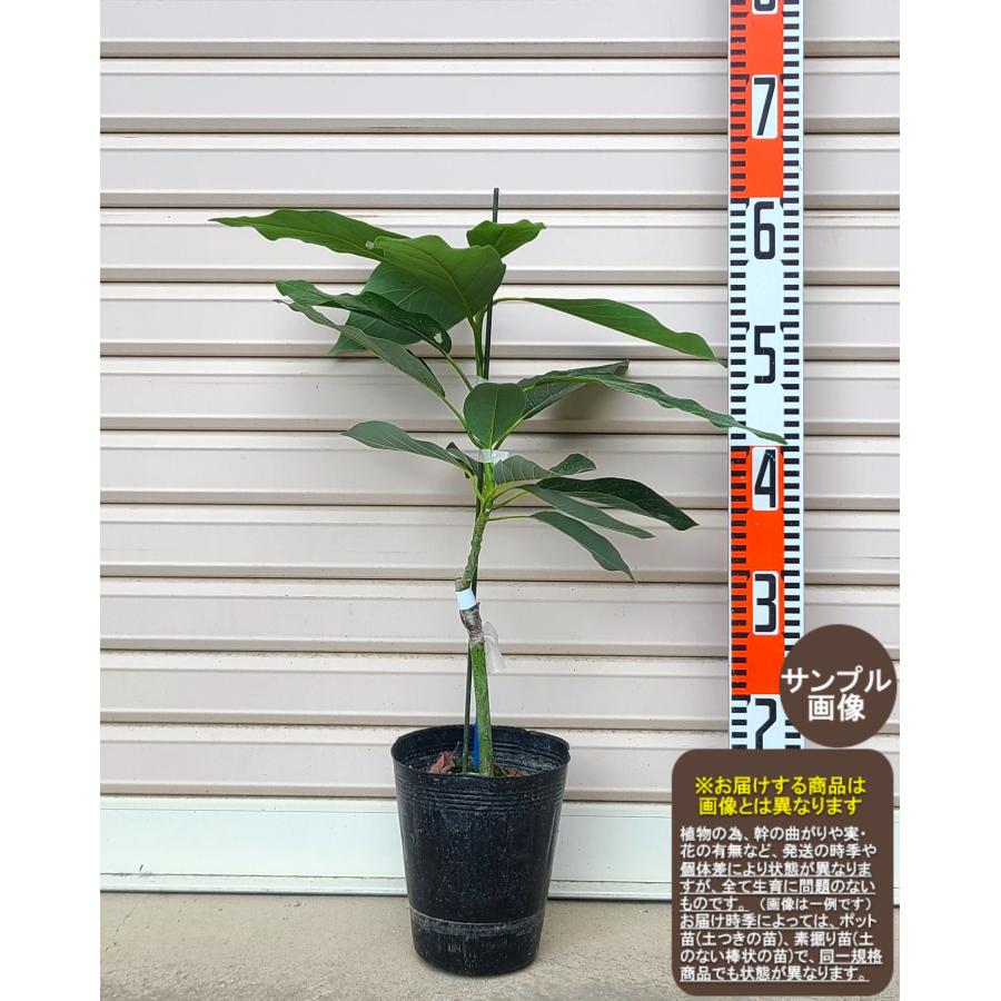 メキシコーラ】 接木苗 1年生 アボカド ※通常発送※ [めきしこーら