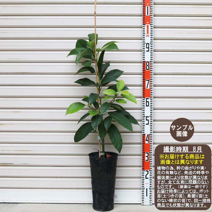 メキシコーラグランデ】 接木苗 アボカド ※通常発送※ [めきしこーら