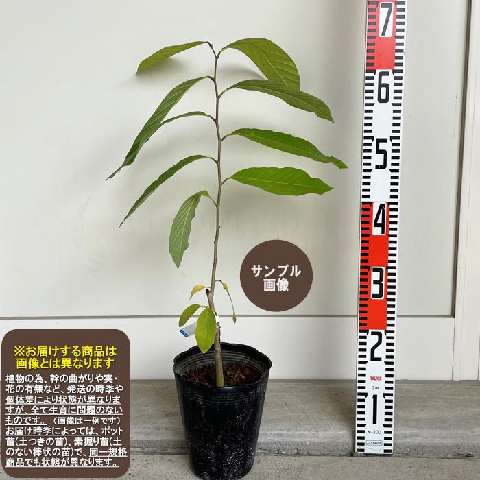 フィノデヘテ】 接木苗 1等苗 チェリモヤ ※2024年3月下旬以降順次