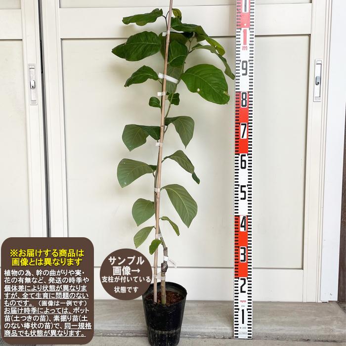 バーニッキー】 接木苗 アテモヤ ※2025年3月下旬以降順次通常発送