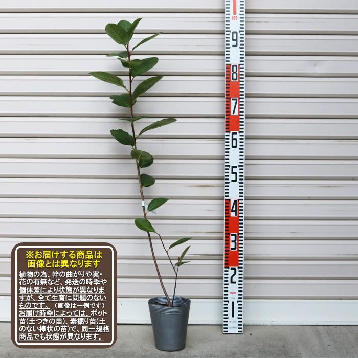 バイキング】 苗 アロニア [果樹苗木・チョークベリー・セイヨウ