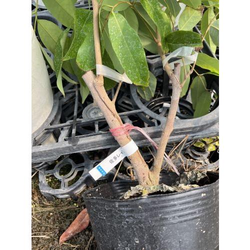 佐多ライチ】 アウトレット1年生苗 ※※ [果樹苗木 ライチ レイシ