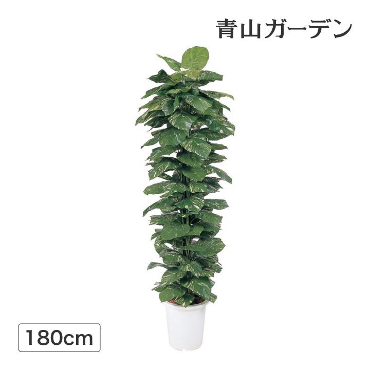 格安人気 人工観葉植物 造花 業務用 施設 オフィス 店舗 装飾 フェイク グリーン リアル 飾り タカショー ヘゴ付ポトス 1 8m E 海外最新 Www Maxipiso Com Ar