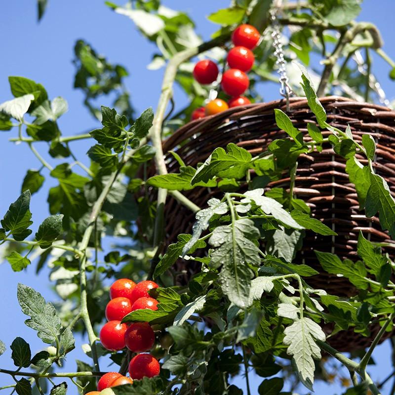 タカショー 爆買 ハンギング 壁掛け 寄せ植え 菜園 / ラタンハンギング