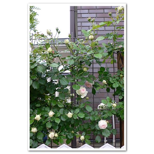 トレリス フェンス バラ クレマチス 誘引 つる性 目隠し タカショー / クライミングスクエアトレリス ブラウン H750サイズ 6枚セット /小型