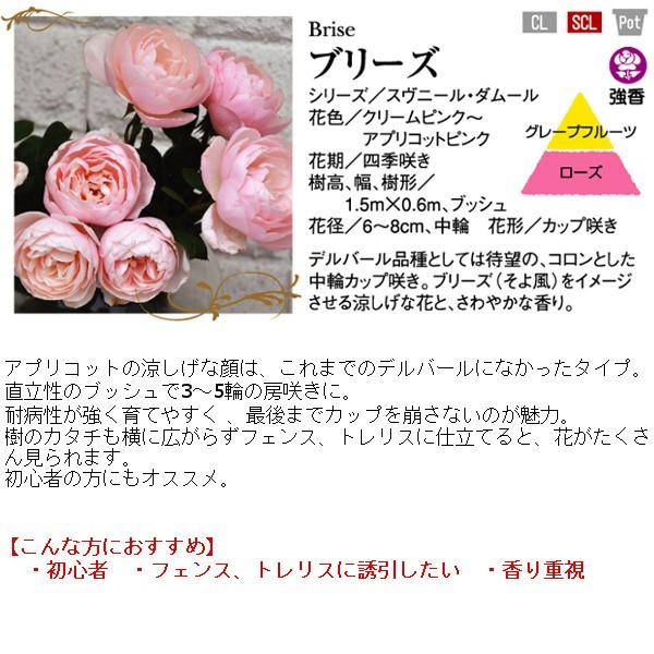 バラ 開花見込み 鉢 デルバール ブリーズ 6号オリジナルポット A 青山ガーデン Paypayモール店 通販 Paypayモール