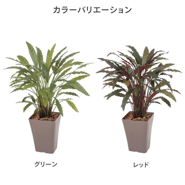 人工観葉植物 造花 業務用 施設 オフィス 店舗 装飾 フェイク グリーン リアル 飾り タカショー カラテア 90cm グリーン レッド B 青山ガーデン Paypayモール店 通販 Paypayモール
