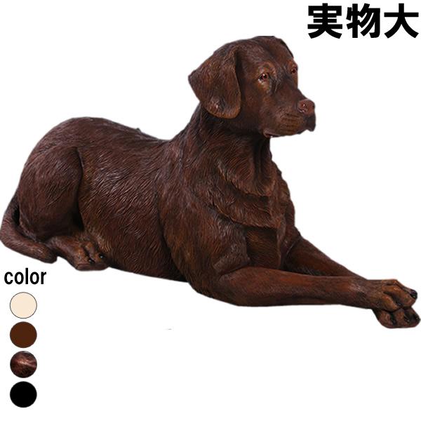横たわるラブラドール ブラウン 茶色 チョコラブ 大型犬 実物大