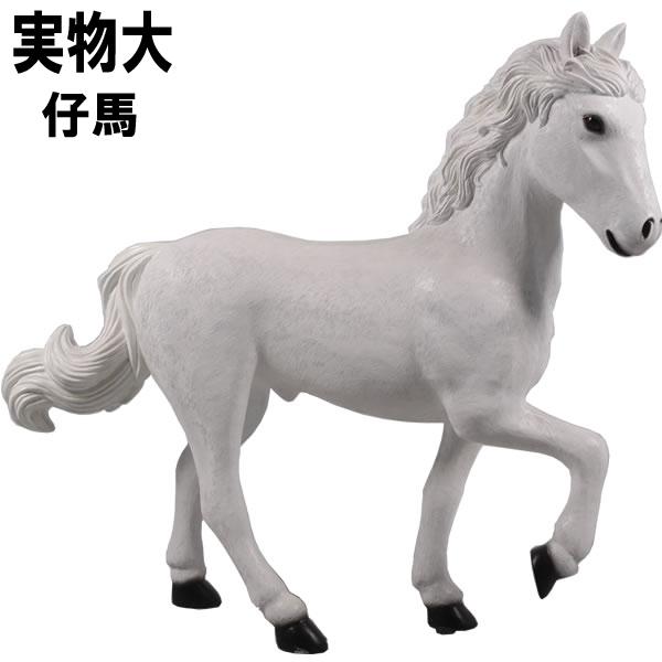 仔馬の白馬 動物 ポニー 赤ちゃん リアル 白 ホワイト オブジェ 子馬