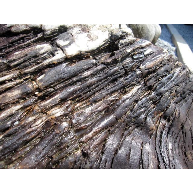 つくばい 木化石 珪化木 手水鉢 水鉢 大きい 庭石 天然石 溜まり石 木