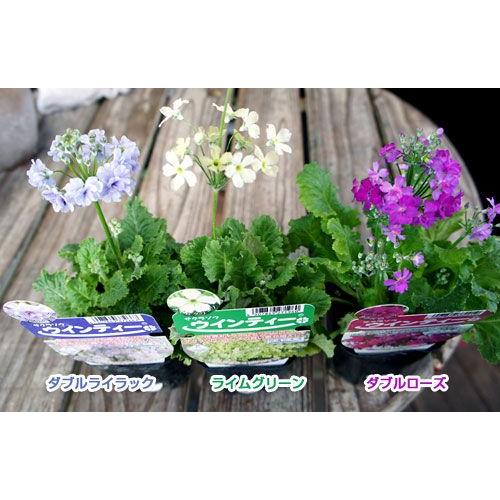 第一園芸 サクラソウ ウィンティー 1pot Y11 Potsi 0001 Gardengarden 通販 Yahoo ショッピング