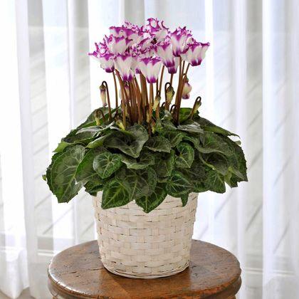 サントリーブルーシクラメン セレナーディア ビクトリアブルー Y1412 Gifot 0001 Gardengarden 通販 Yahoo ショッピング