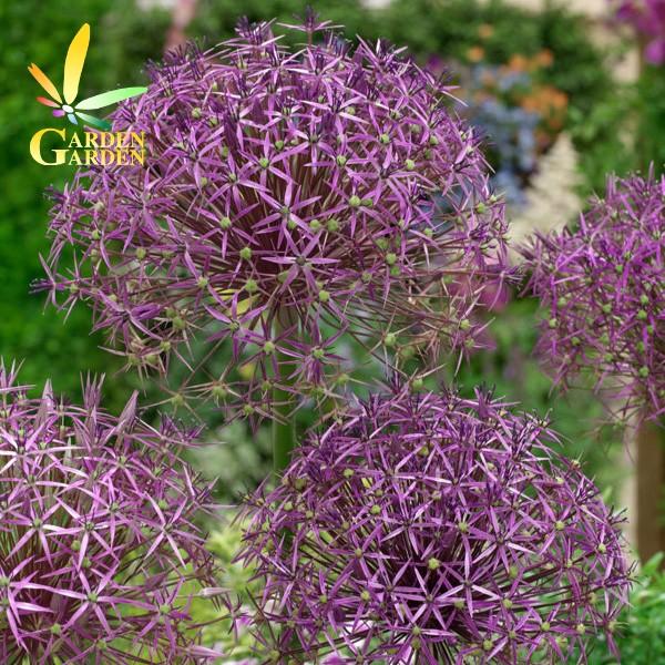 9月下旬入荷 アリウム球根 クリストフィー 2球入り Y1709 Seebu 0223 Gardengarden 通販 Yahoo ショッピング