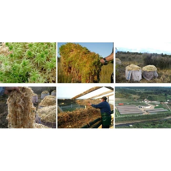 水苔ニュージーランド産Spagmoss約3kg（スタンダード）※パッケージが異なる場合あり 復元容量約240L ※遅れ/キャンセル場合ありの画像