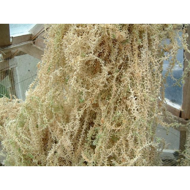 水苔 ニュージーランド産最高級ハイグレード 5A Spagmoss 約500g AAAAA