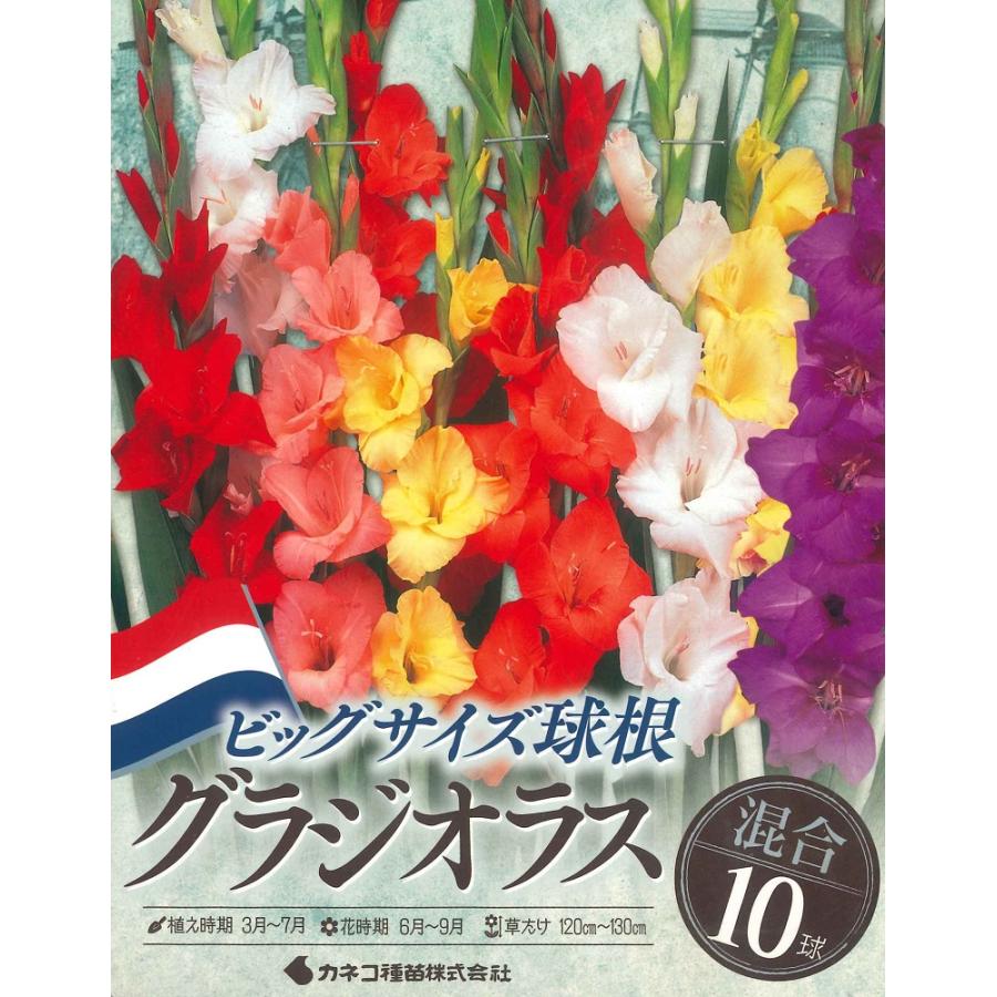 春植え球根　グラジオラス ビッグサイズ球根　混合 10球入 〜 ボートグラジオラス オランダ産（Yahoo!・ガーデニングどっとコムYahoo!店）