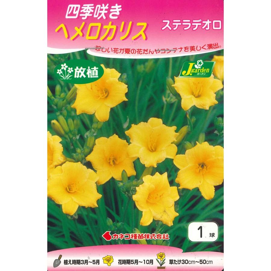 春植え球根　四季咲き ヘメロカリス ステラデオロ 1球入 〜放植 野放し球根 ディリリー（Yahoo!・ガーデニングどっとコムYahoo!店）
