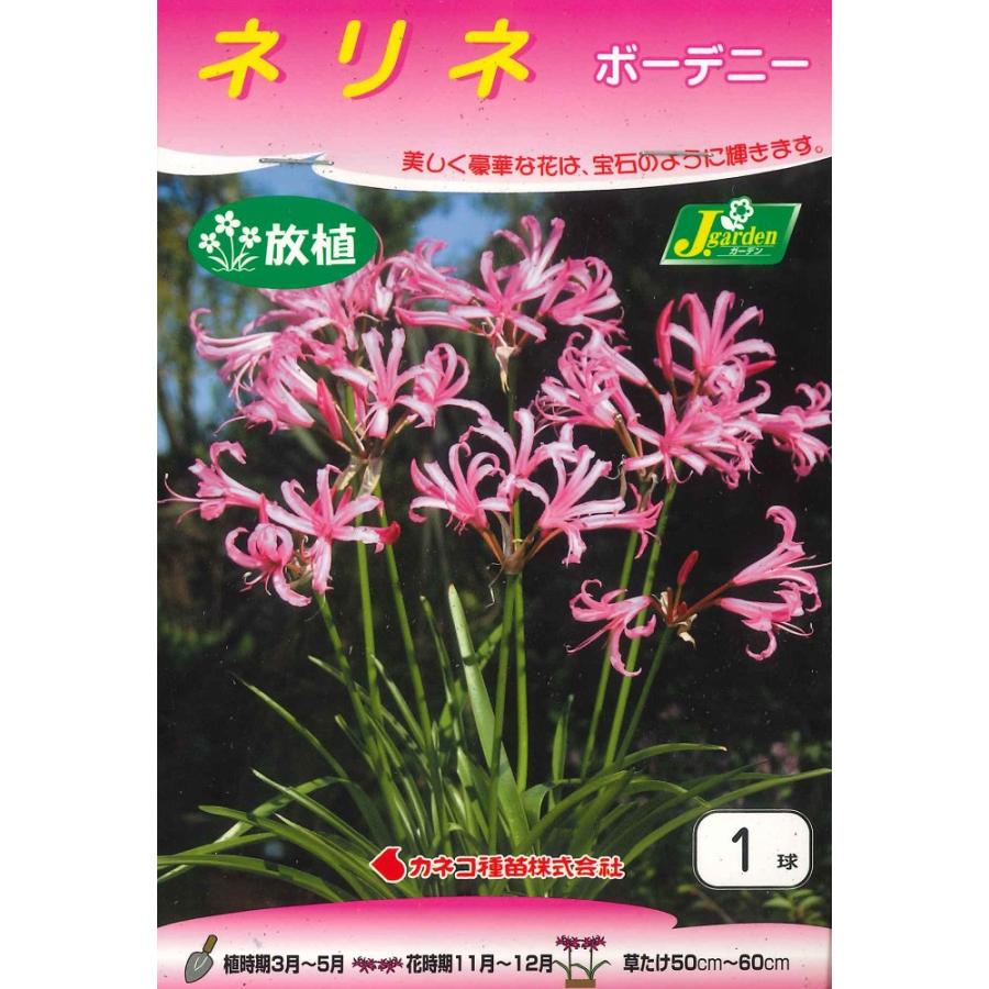 春植え球根　ネリネ　ボーデニー 1球入　〜放植 野放し球根 ダイアモンドリリー（Yahoo!・ガーデニングどっとコムYahoo!店）