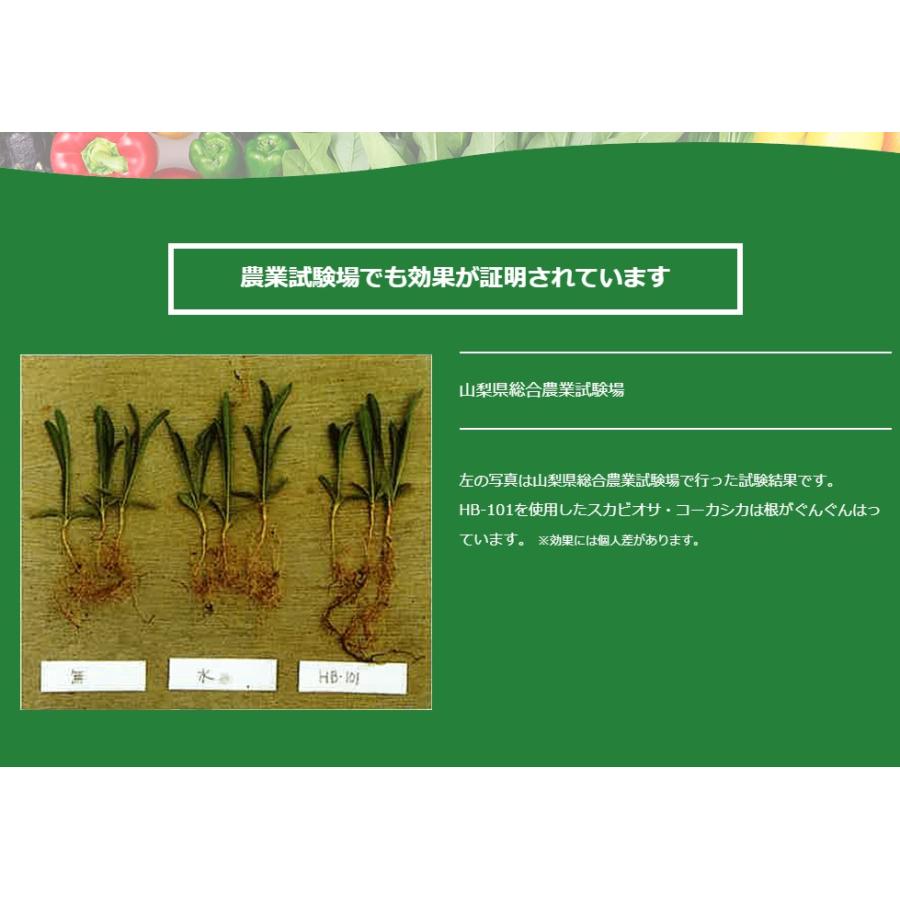 フローラ　HB-101 1L＋6ｃｃサンプル3本付 〜無農薬栽培 天然植物活力剤 HB101_4