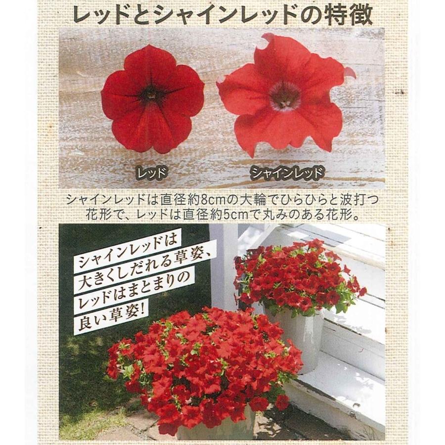 花苗販売3月末 発送 サントリーフラワーズ サフィニア9cmポット苗 Surfinia ガーデニングどっとコムyahoo 店 通販 Yahoo ショッピング