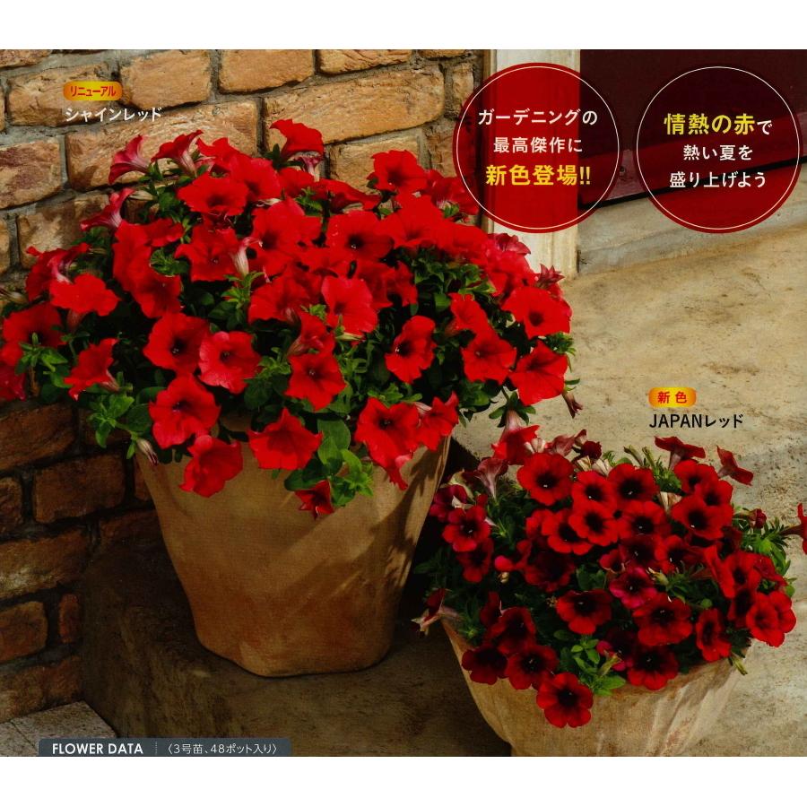 花苗販売3月末 発送 サントリーフラワーズ サフィニア9cmポット苗 Surfinia ガーデニングどっとコムyahoo 店 通販 Yahoo ショッピング