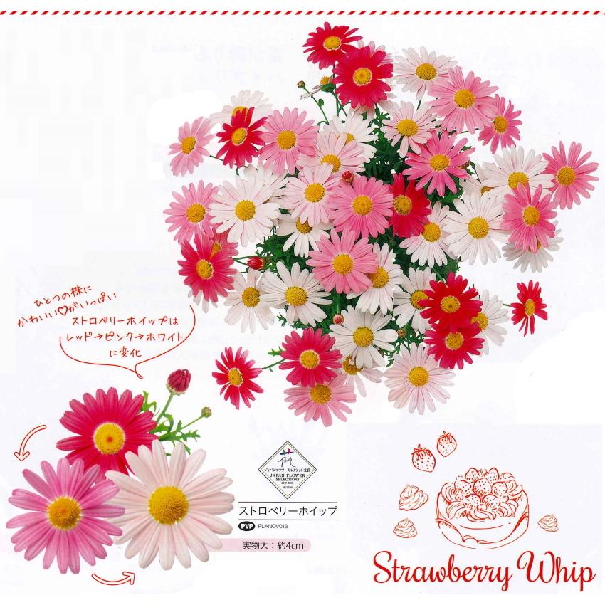花苗販売3月末 発送 Pw マーガレット ストロベリーホイップ シンプリーコーラル デイジーイエロー 48c1 ガーデニングどっとコムyahoo 店 通販 Yahoo ショッピング