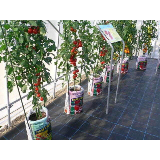 3袋セット タキイ そのまんま野菜畑 lｘ3袋 苗 種 支柱等は付属しません 木目パッケージ 野菜の袋栽培 N ガーデニングどっとコムyahoo 店 通販 Yahoo ショッピング