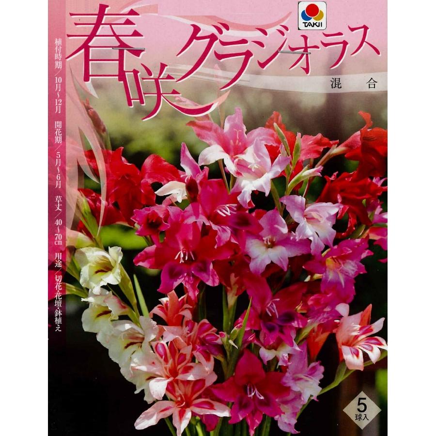 秋植え球根 春咲きグラジオラス混合 ５球入り U 05c1 ガーデニングどっとコムyahoo 店 通販 Yahoo ショッピング