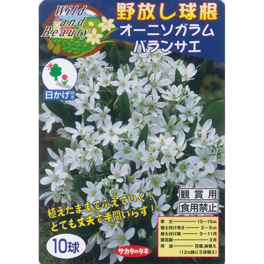 秋植え球根 野放し球根 オーニソガラム バランサエ 10球入 U 10c1 ガーデニングどっとコムyahoo 店 通販 Yahoo ショッピング
