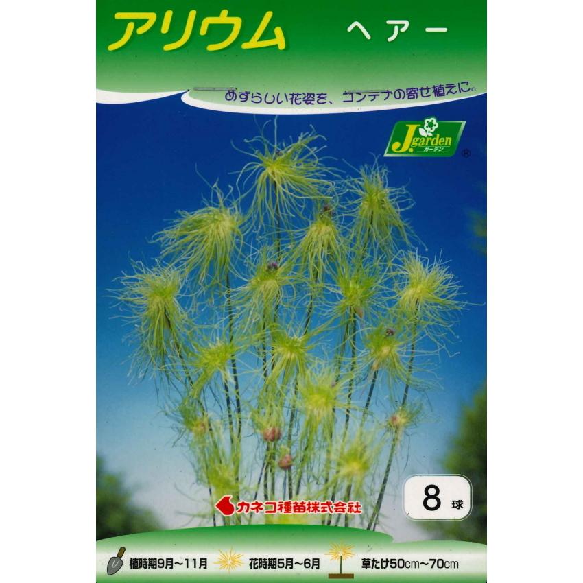 秋植え球根 アリューム ヘアー 8球入 めずらしい花姿のアリウム U 10c1 ガーデニングどっとコムyahoo 店 通販 Yahoo ショッピング