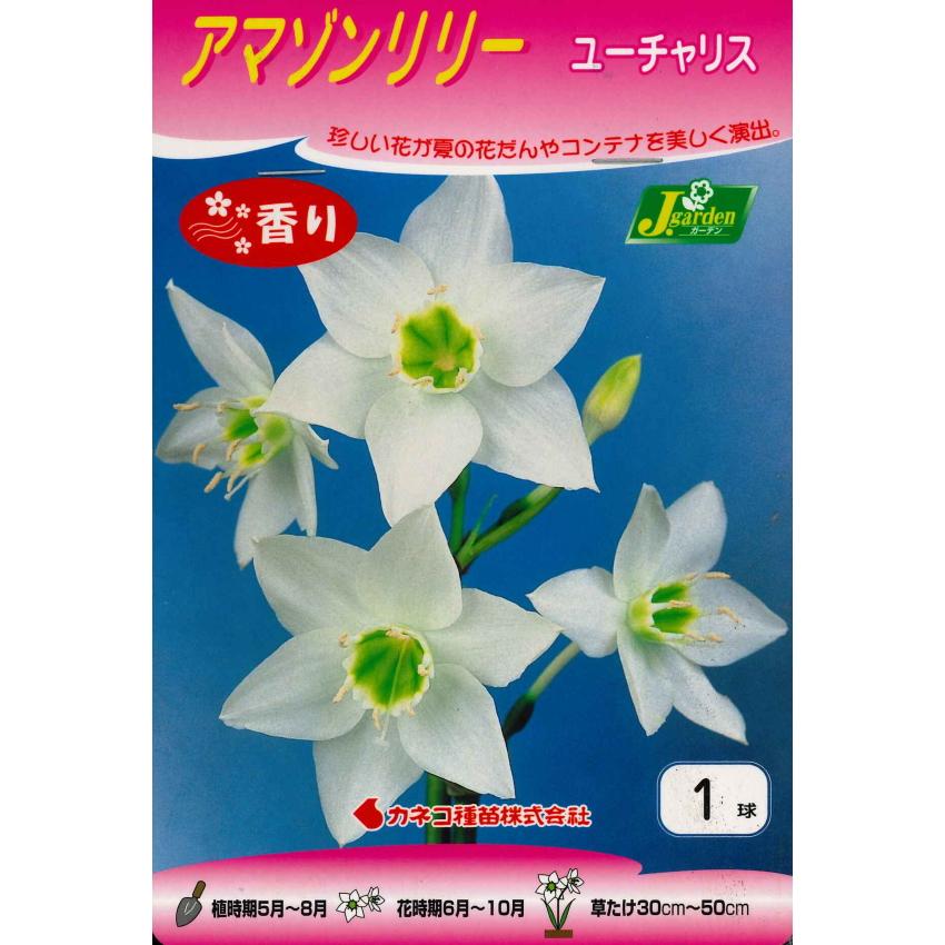 春植え球根 香りを楽しむシリーズ アマゾンリリー ユーチャリス １球入り U 10c1 ガーデニングどっとコムyahoo 店 通販 Yahoo ショッピング