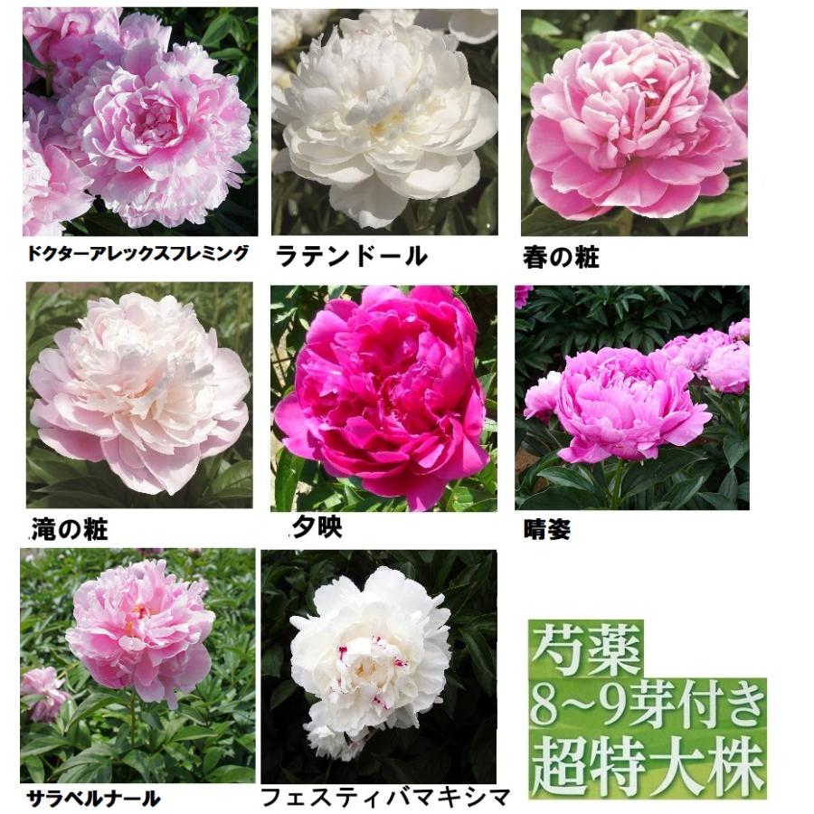 秋植え球根 芍薬 ８ ９芽つき 超特大株 しゃくやく U 10c1 ガーデニングどっとコムyahoo 店 通販 Yahoo ショッピング