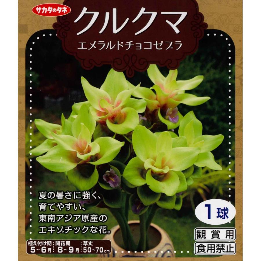 春植え球根 クルクマ エメラルドチョコゼブラ １球入 U 10c1 ガーデニングどっとコムyahoo 店 通販 Yahoo ショッピング