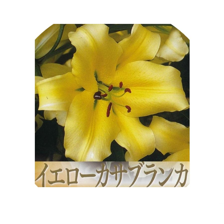 秋植え球根 春植え イエローカサブランカ コンカドール 1球入り U 10c1 ガーデニングどっとコムyahoo 店 通販 Yahoo ショッピング