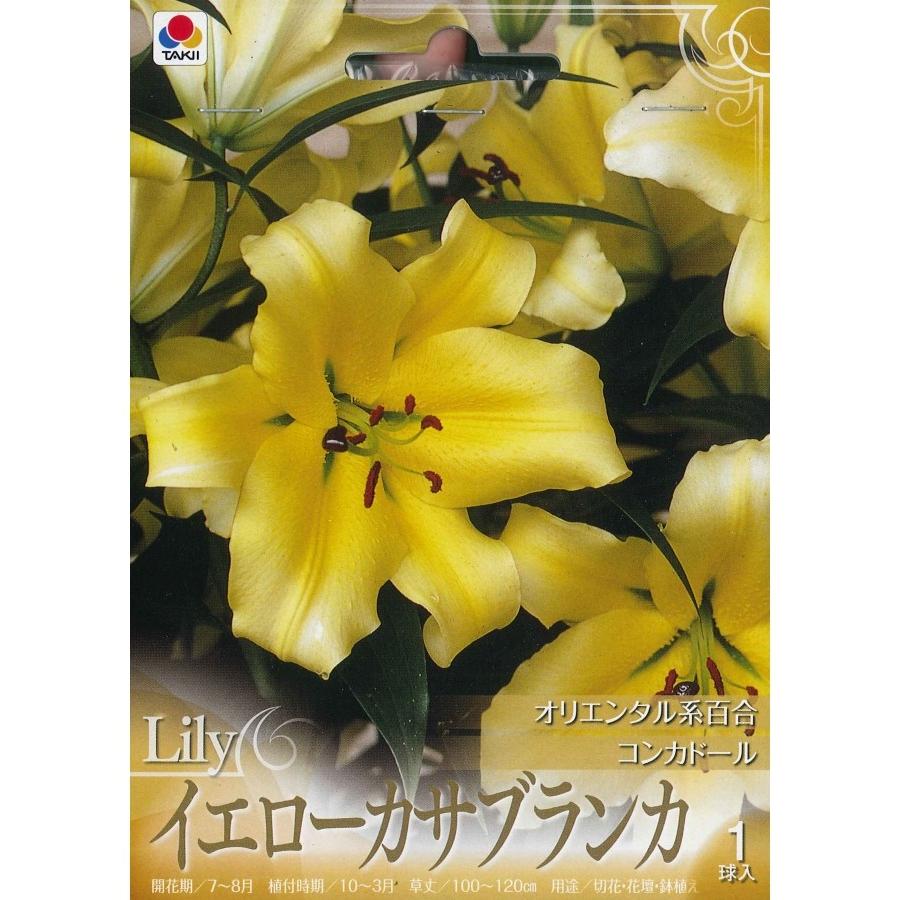 秋植え球根 春植え イエローカサブランカ コンカドール 1球入り U 10c1 ガーデニングどっとコムyahoo 店 通販 Yahoo ショッピング