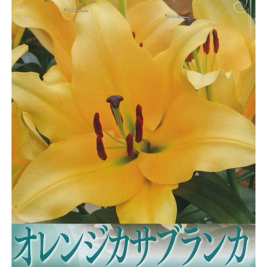 秋植え球根 春植えオレンジカサブランカ テラソル 1球入り U 10c1 ガーデニングどっとコムyahoo 店 通販 Yahoo ショッピング