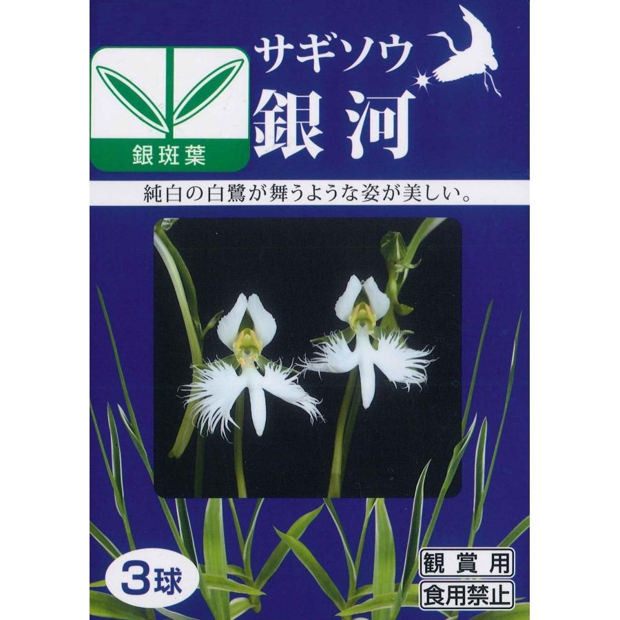 春植え球根 サギソウ 銀河 ３球入り鷺草 さぎ草 サギ草 U 10c1 ガーデニングどっとコムyahoo 店 通販 Yahoo ショッピング