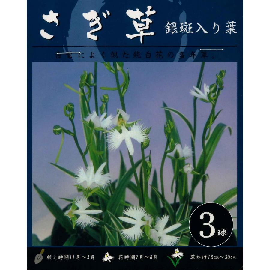 春植え球根 サギソウ 銀河 ３球入り鷺草 さぎ草 サギ草 U 10c1 ガーデニングどっとコムyahoo 店 通販 Yahoo ショッピング
