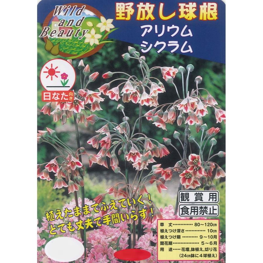 秋植え球根 野放し球根 アリウム シクラム 5球入 U 10c1 ガーデニングどっとコムyahoo 店 通販 Yahoo ショッピング