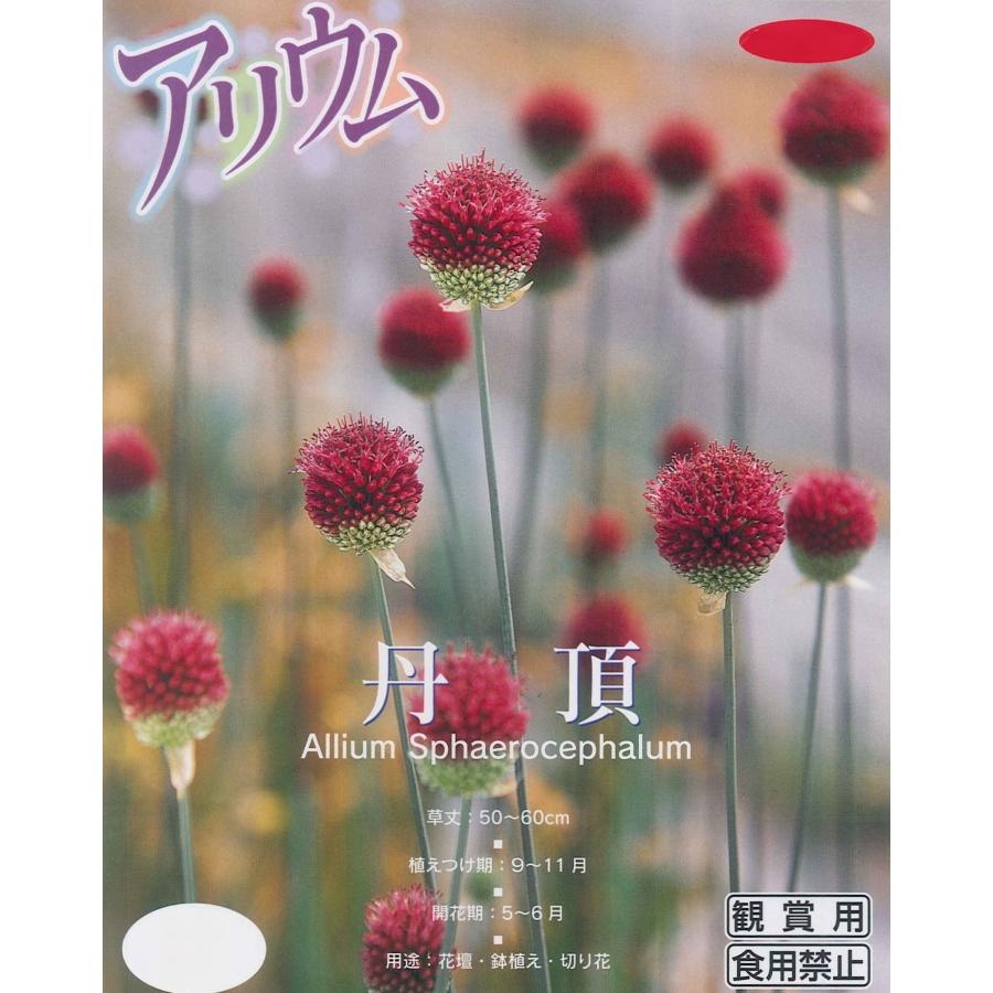 秋植え球根 アリウム 丹頂 15球入 アリューム U 10c1 ガーデニングどっとコムyahoo 店 通販 Yahoo ショッピング