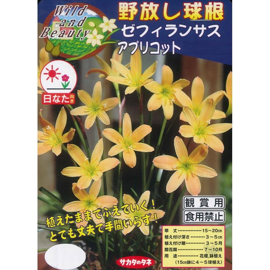 春植え球根 野放し球根 ゼフィランサス アプリコットクイーン ５球入 U 10c1 ガーデニングどっとコムyahoo 店 通販 Yahoo ショッピング
