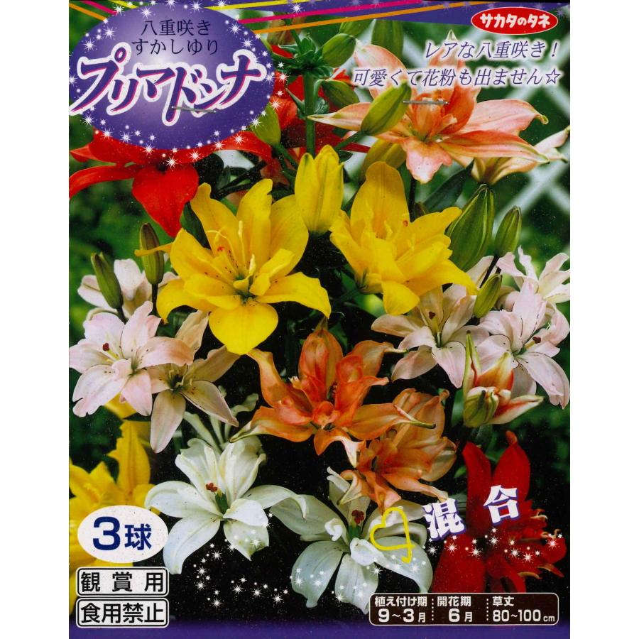 秋植え球根 春植え 八重咲きすかし百合３球入り Smilesquadhouston Com
