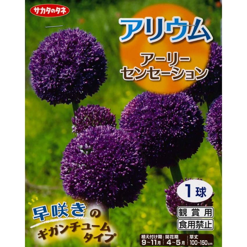 秋植え球根 アリューム アーリーセンセーション 1球入 アリウム U 10c1 ガーデニングどっとコムyahoo 店 通販 Yahoo ショッピング