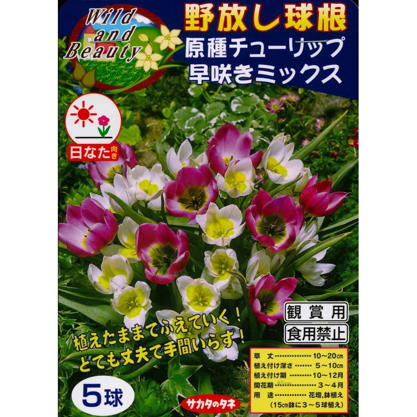 秋植え球根 野放し球根 原種チューリップ 早咲きミックス 5球入 U 10c1 ガーデニングどっとコムyahoo 店 通販 Yahoo ショッピング