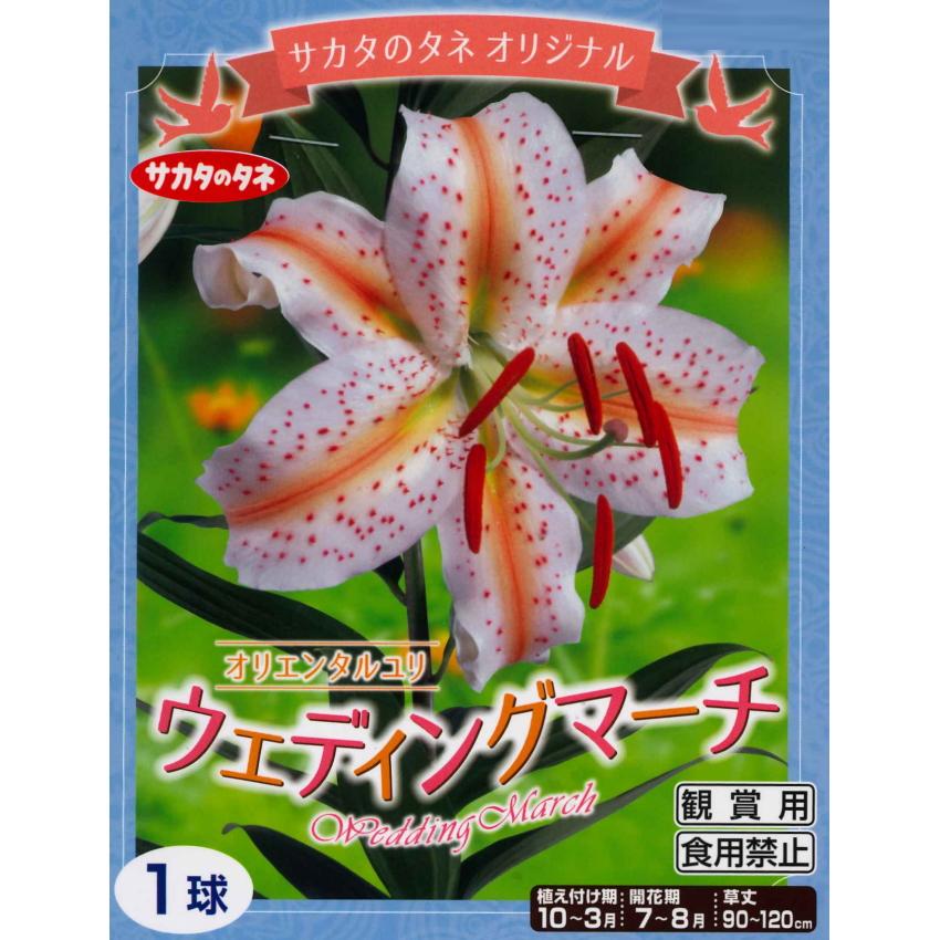 春植え球根 オリエンタルリリー ウェディングマーチ 1球入り U 10c1 ガーデニングどっとコムyahoo 店 通販 Yahoo ショッピング
